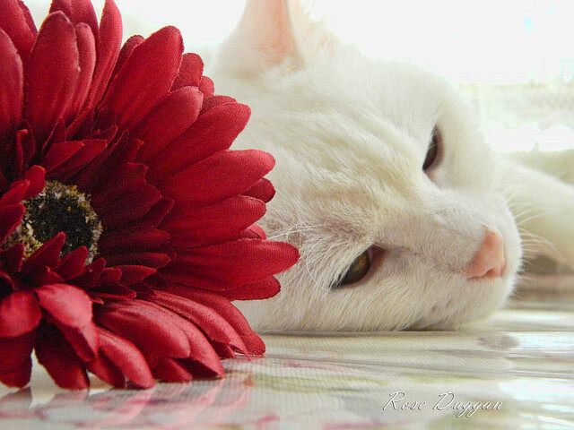 双城记，当库里与B费在不同维度定义核心—世界用同一种心跳为竞技加冕