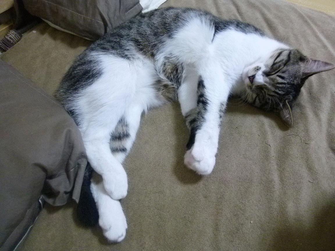 防守铁壁,国王封锁勇士;关键先生,字母哥闪耀时刻