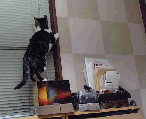 终场哨响,当福克斯在欧冠半决赛的废墟上称王