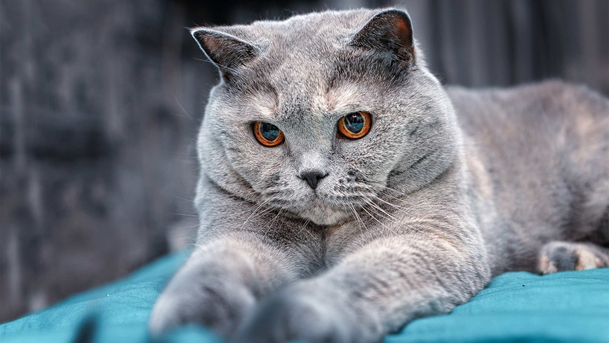 开云体育平台APP-绿茵与硬木的交响，西甲国家德比的足球史诗与新疆队征服尼克斯的篮球传奇