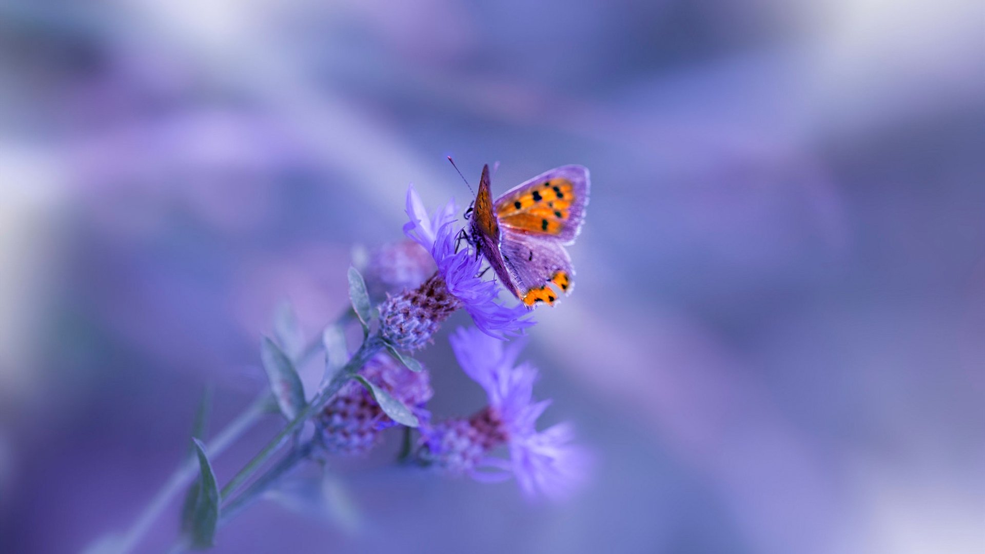 开云体育官方网站-鹰击长空，爱德华兹抢七封神，燃爆季后赛之夜