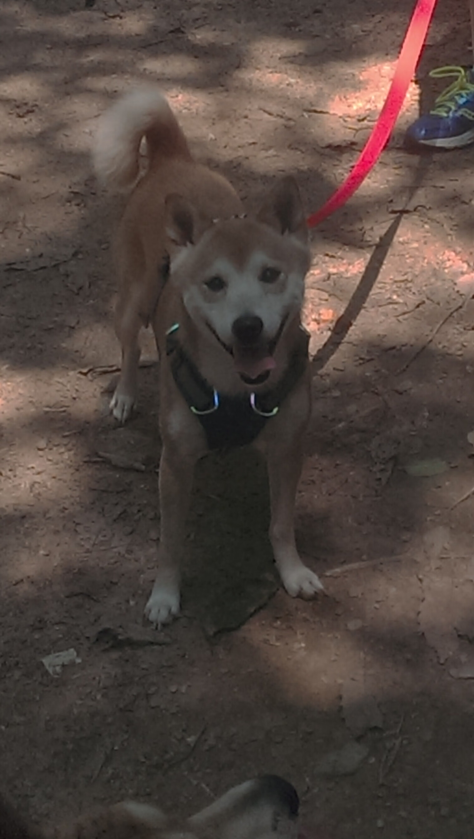 里昂风暴席卷委内瑞拉，格列兹曼关键先生定乾坤