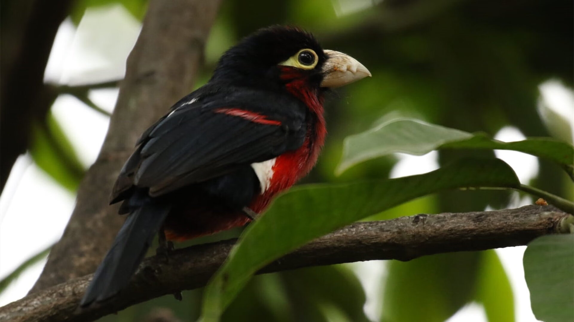 圣城老炮奏响胜利乐章,保罗关键先生助马刺轻取火箭