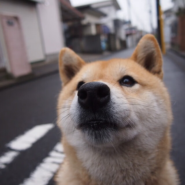 约基奇关键封盖锁定胜局,马刺强压黄蜂揭示现代篮球终极答案