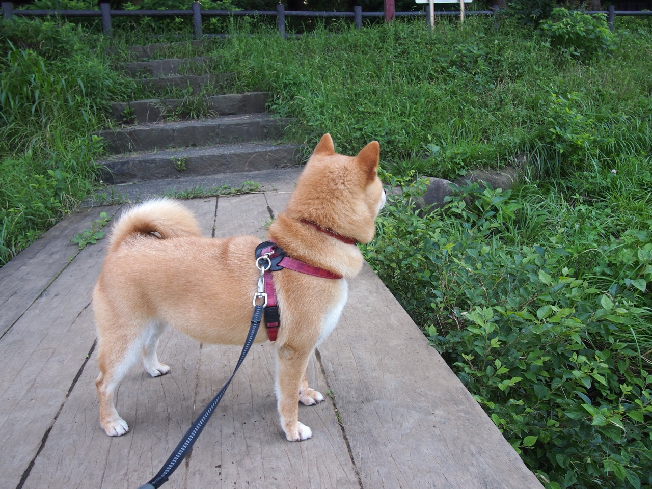 铁骑与独舞，当曼城的战争机器碾过里昂，卡马文加在废墟中点亮星光