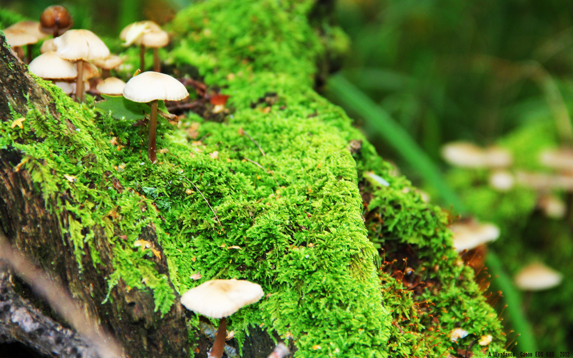 绿茵场上的NBA剧本，当独行侠战术进化横扫湖人巨星篮球